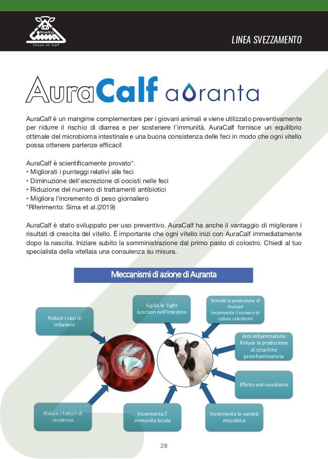 Aura Calf